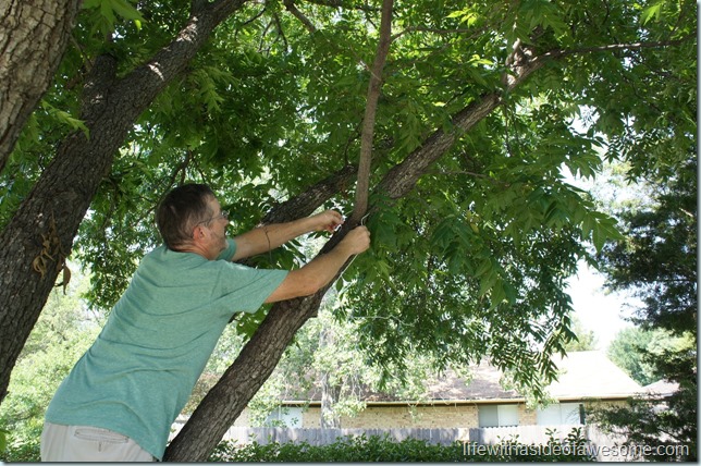 hanging the shelf in the tree